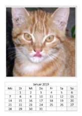 April_Hauskatze.pdf